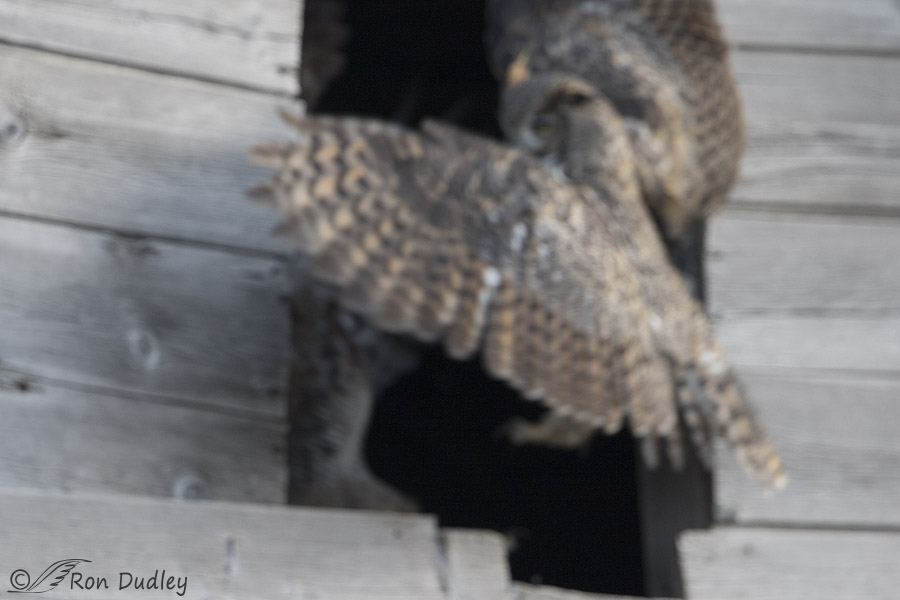 great horned owl 0202 ron dudley