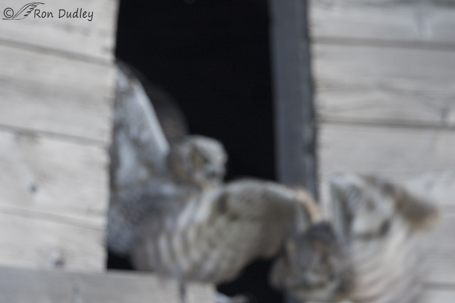 great horned owl 0203 ron dudley