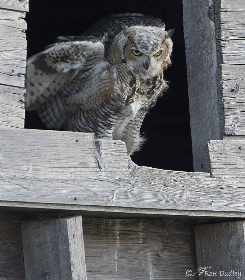 great horned owl 0204 ron dudley