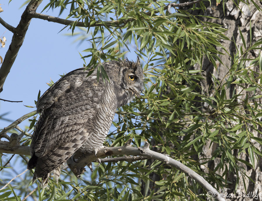 great horned owl 1226 ron dudley