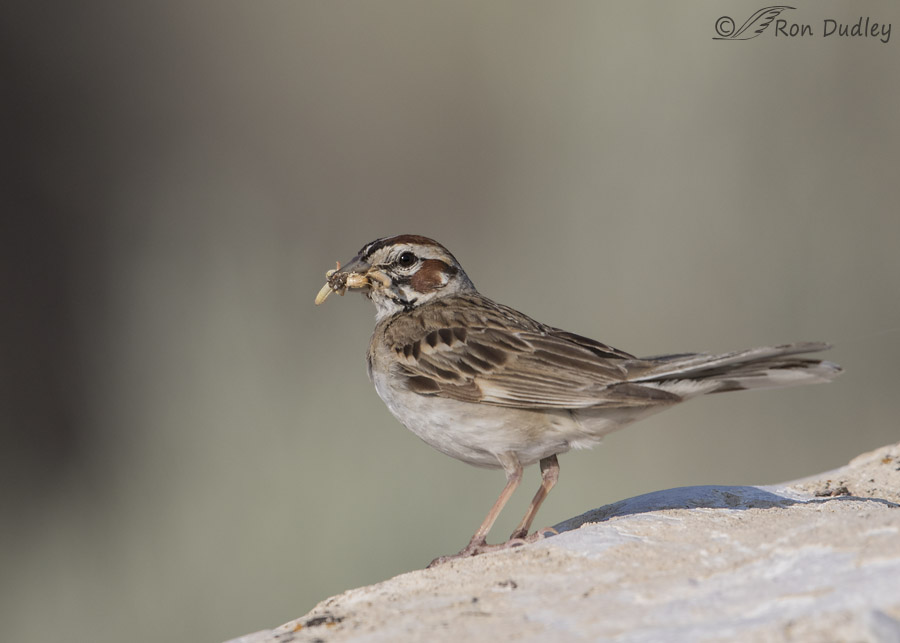 lark sparrow 6091 ron dudley