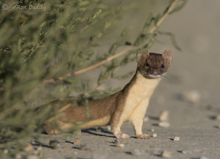long-tailed weasel 3259 ron dudley