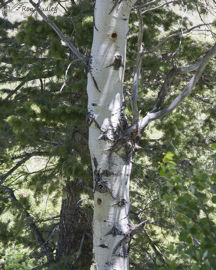 nest cavity tree 1835 ron dudley