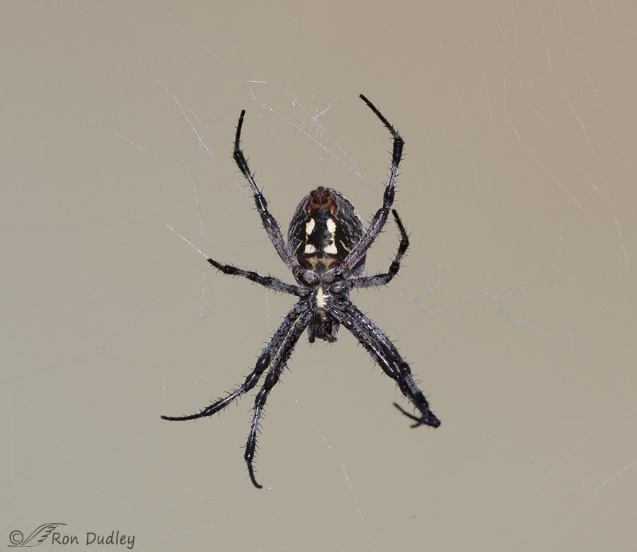 orb-weaver spider