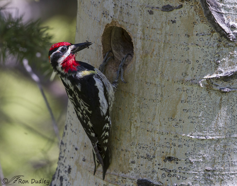 red-naped sapsucker 2585 ron dudley