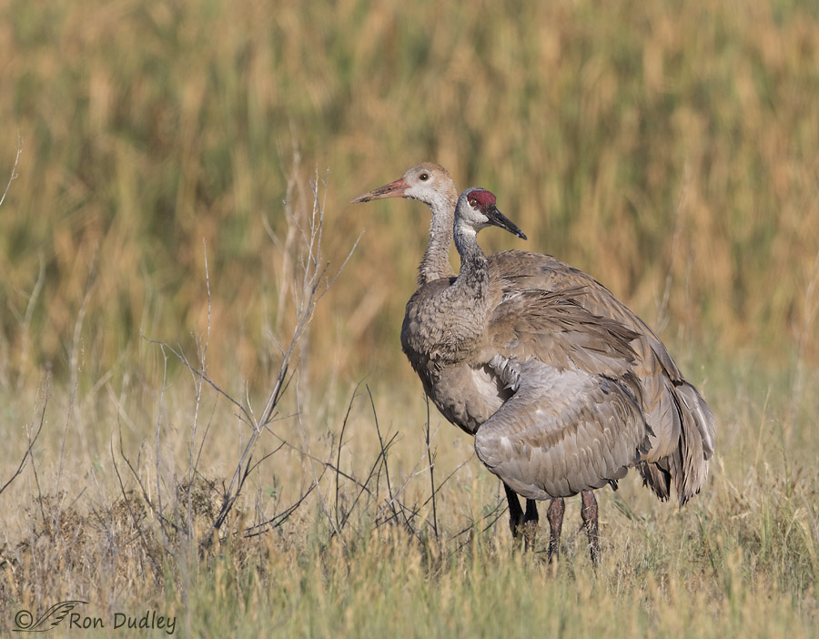 sandhill crane 1901 ron dudley