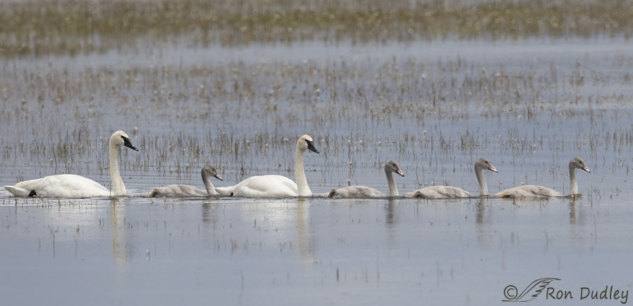 tundra swan 8153 ron dudley