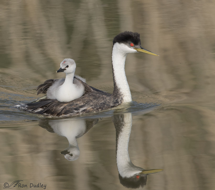 western grebe 1704 not rotated ron dudley