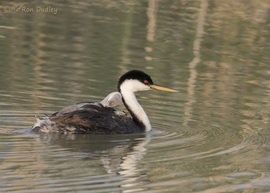 western grebe 8693 ron dudley