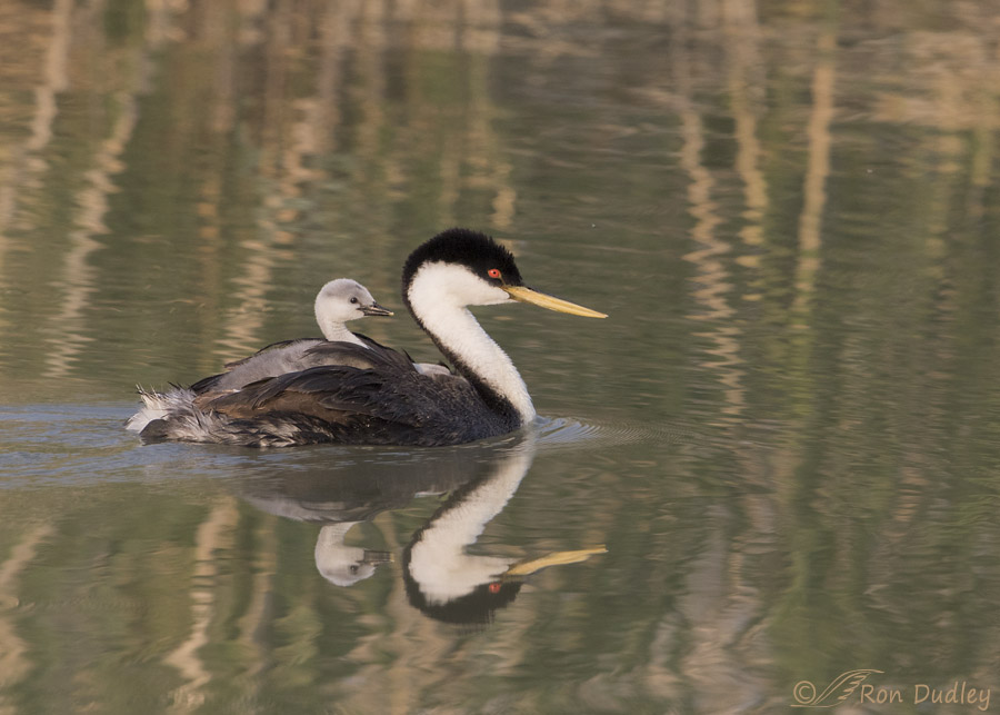 western grebe 8740 ron dudley
