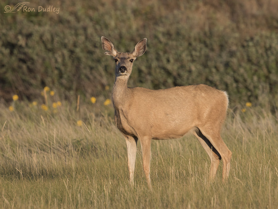 white-tailed deer 9876 ron dudley