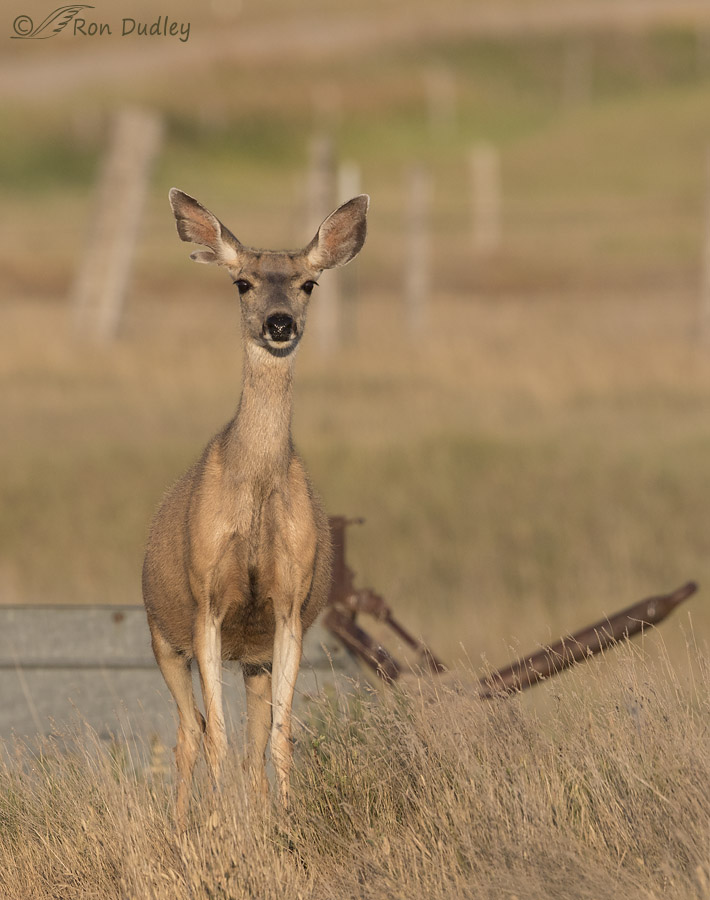 white-tailed deer 9898 ron dudley