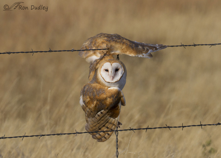 barn owl 8407 ron dudley