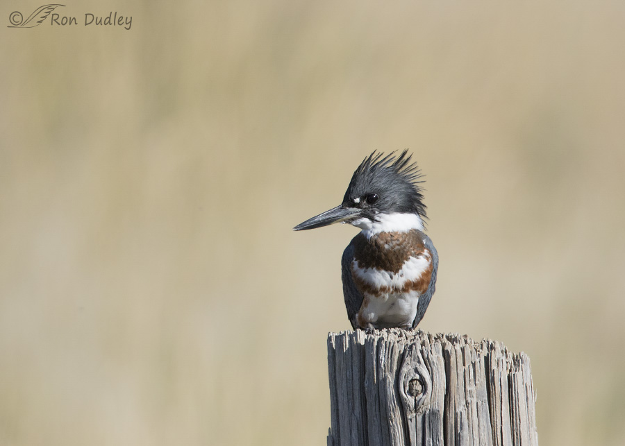 belted kingfisher 5705 ron dudley