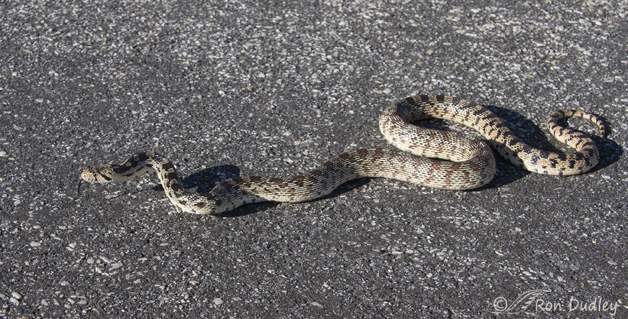 gopher snake 5639 ron dudley