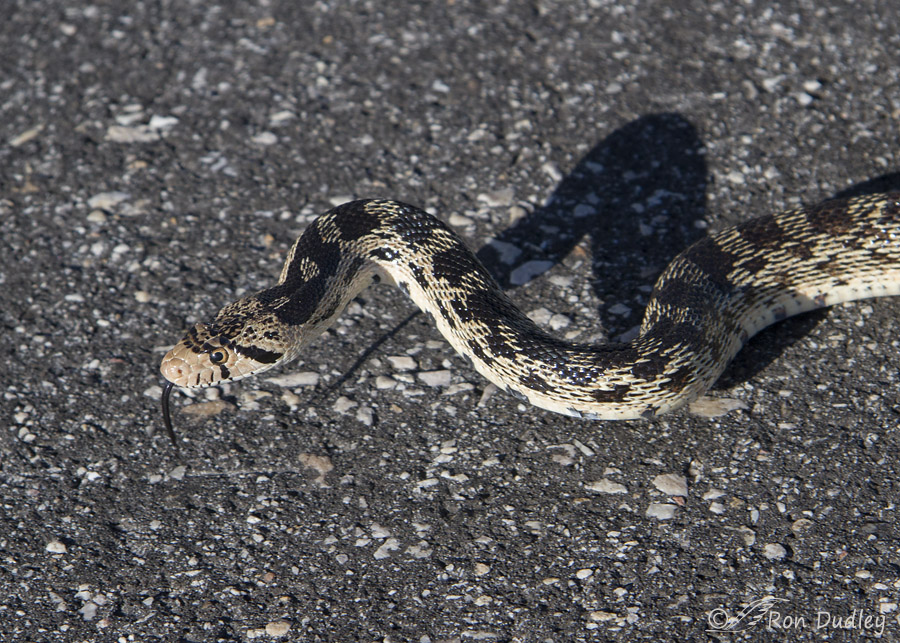 gopher snake 5652 ron dudley
