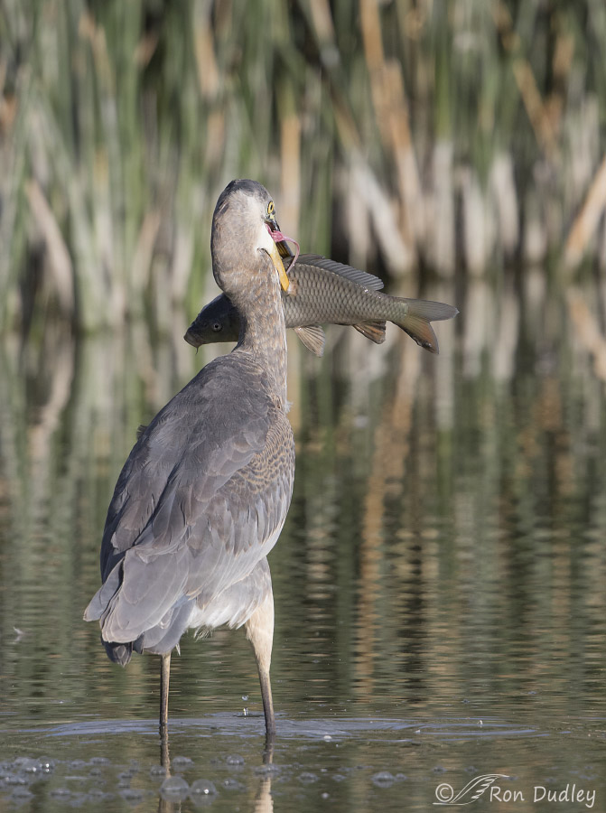 great blue heron 2849 ron dudley
