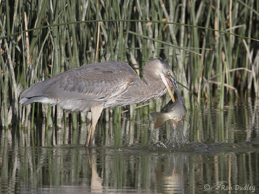 great blue heron 2915 ron dudley