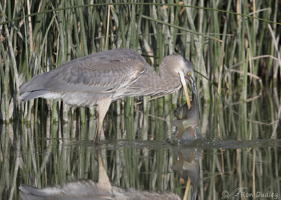 great blue heron 2958 ron dudley