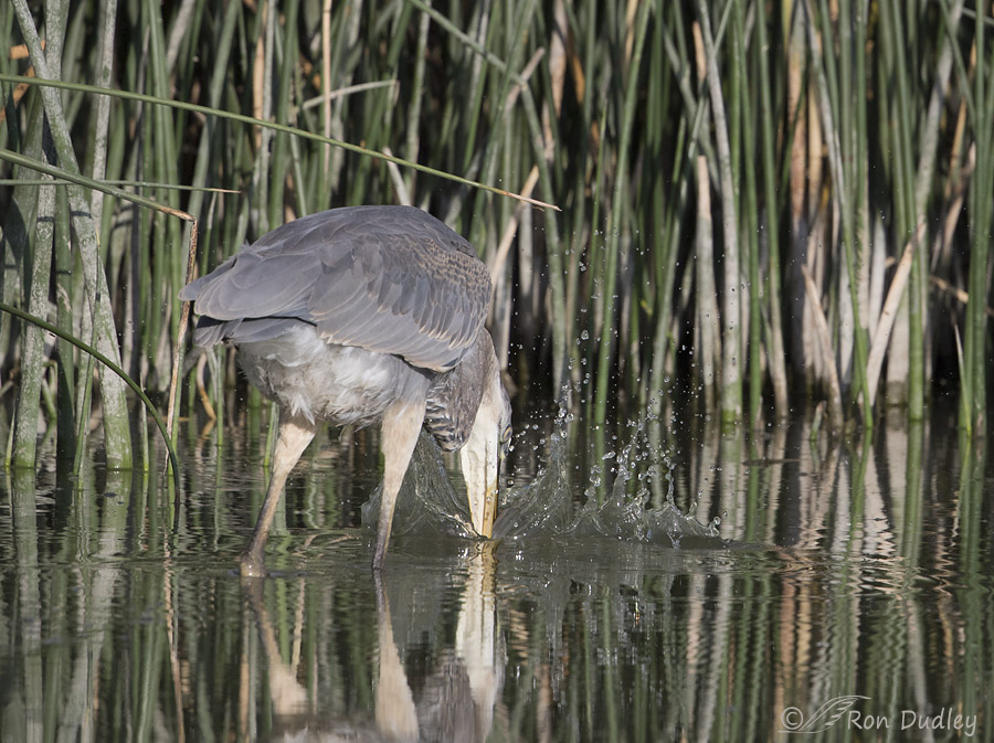 great blue heron 2965 ron dudley