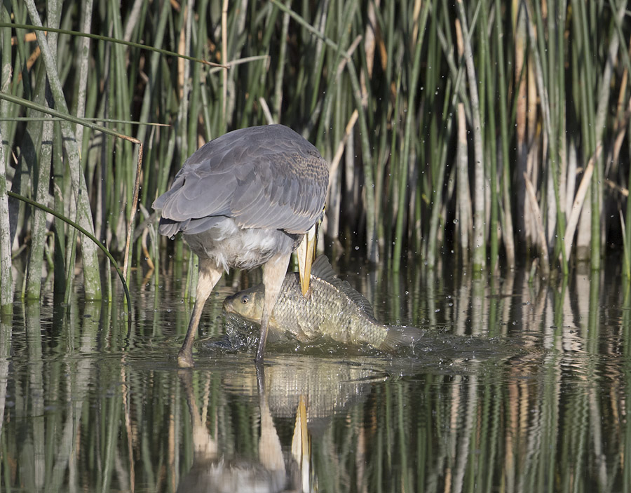 great blue heron 2967 ron dudley