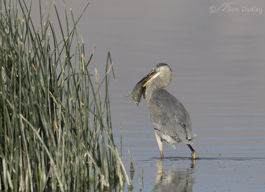 great blue heron 3079 ron dudley