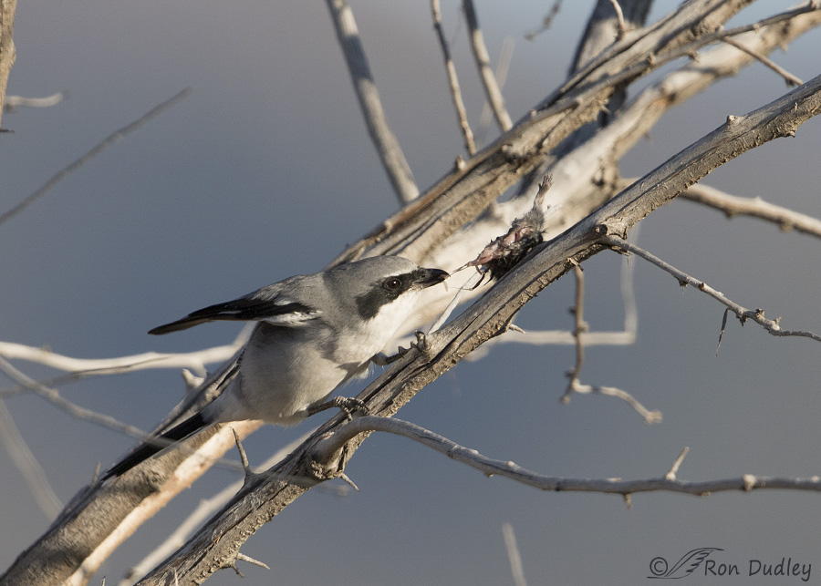 loggerhead shrike 3572 ron dudley