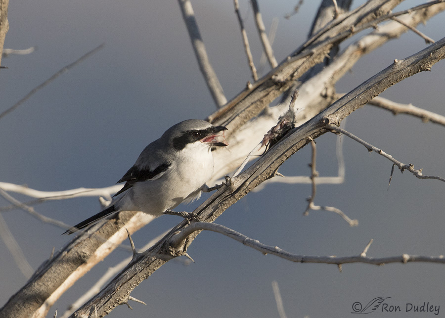 loggerhead shrike 3574 ron dudley