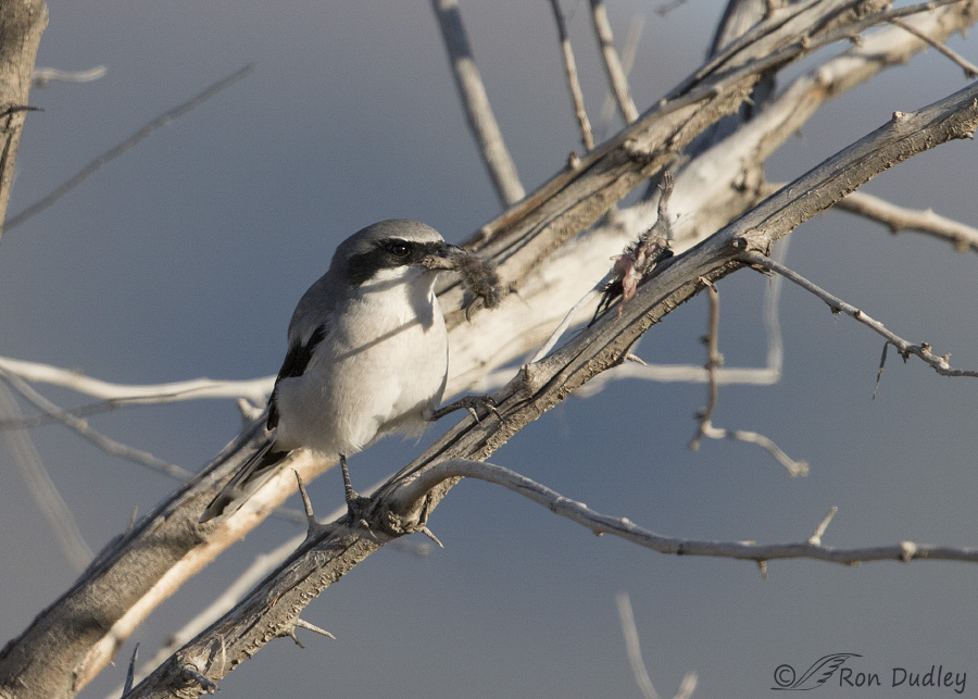 loggerhead shrike 3605 ron dudley