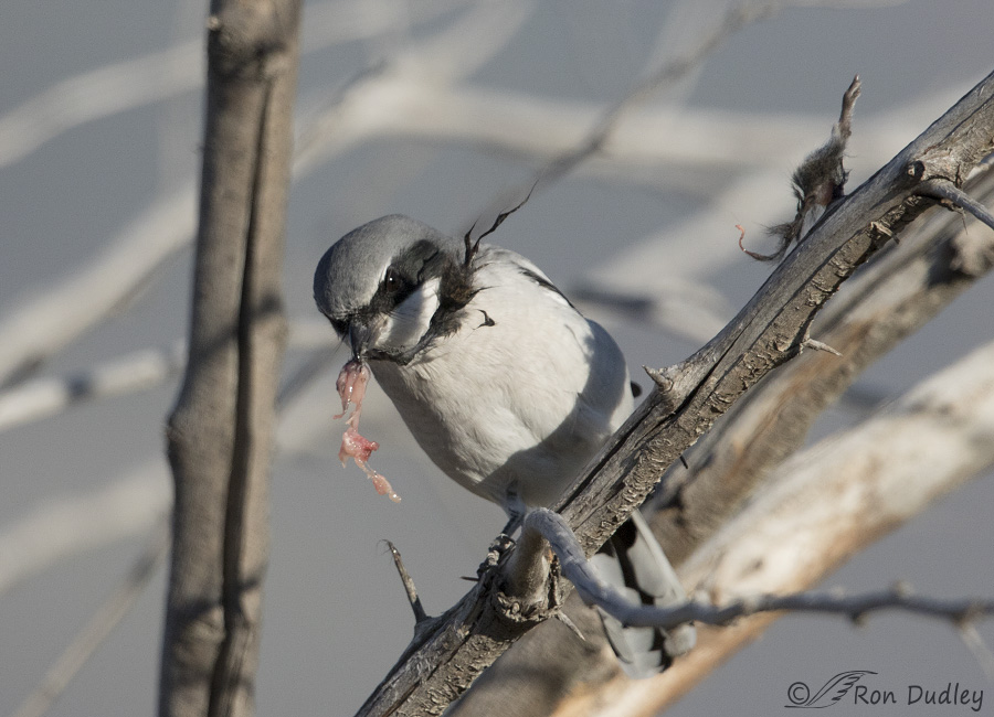 loggerhead shrike 3629 ron dudley