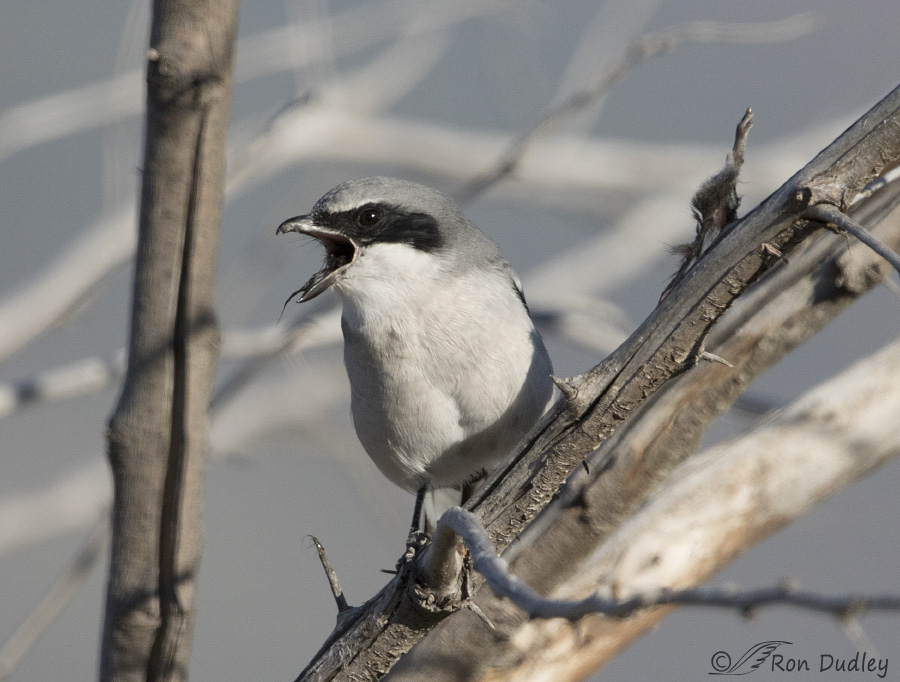 loggerhead shrike 3645 ron dudley