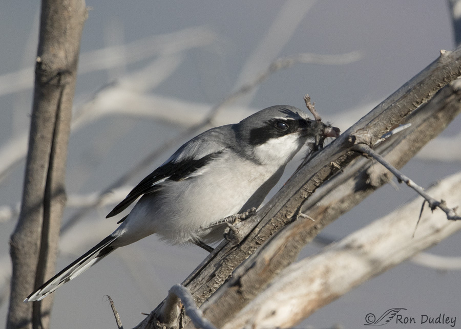 loggerhead shrike 3678 ron dudley