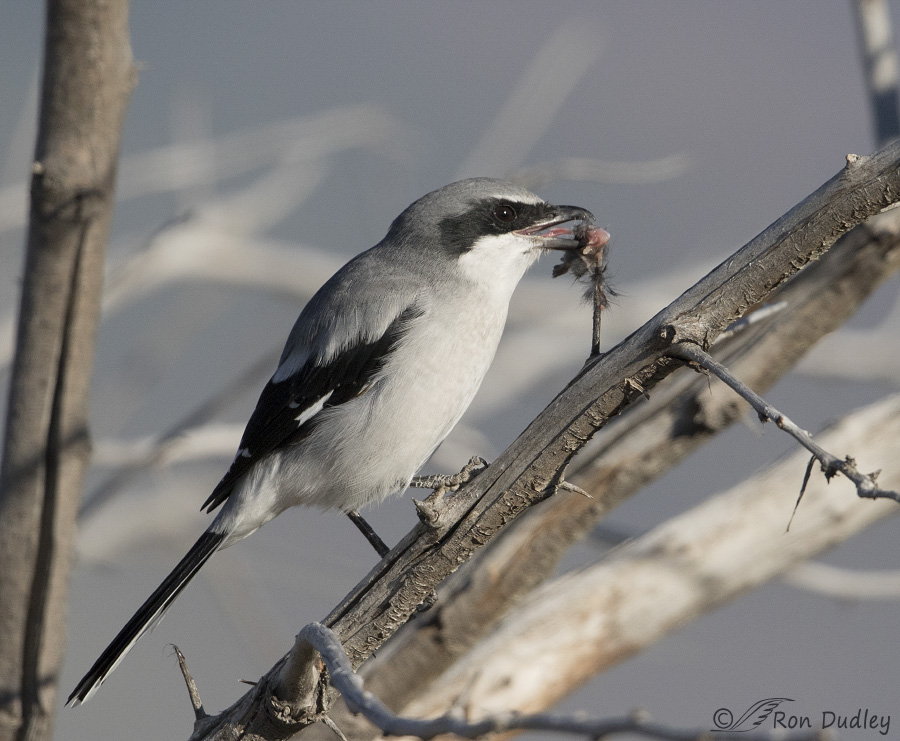 loggerhead shrike 3711 ron dudley