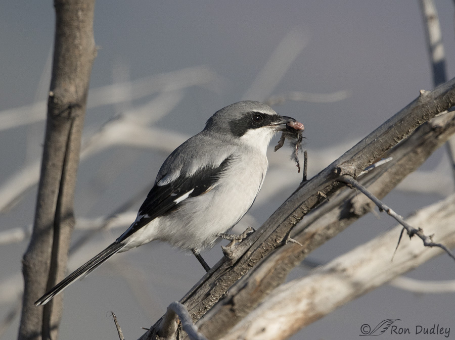 loggerhead shrike 3728 ron dudley