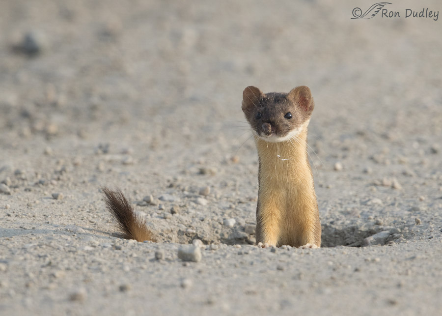 long-tailed weasel 1028 ron dudley