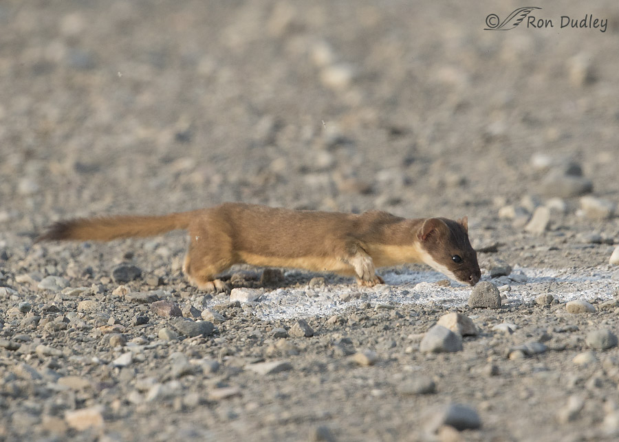 long-tailed weasel 1073 ron dudley