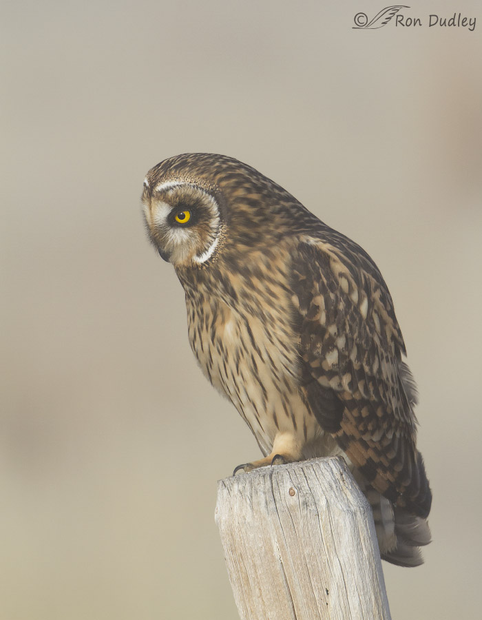 short-eared owl 5524 ron dudley