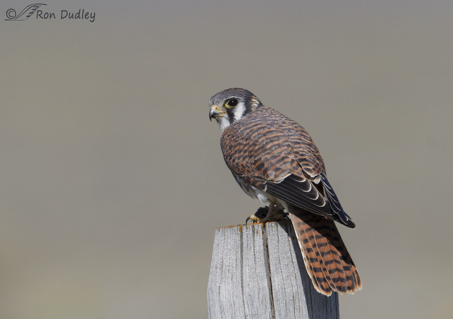 american kestrel 5410b ron dudley