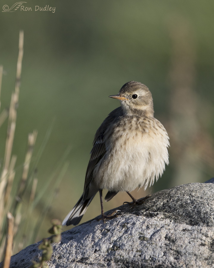 american pipit 8572 ron dudley