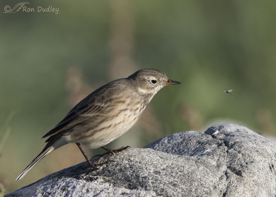 american pipit 8634 ron dudley