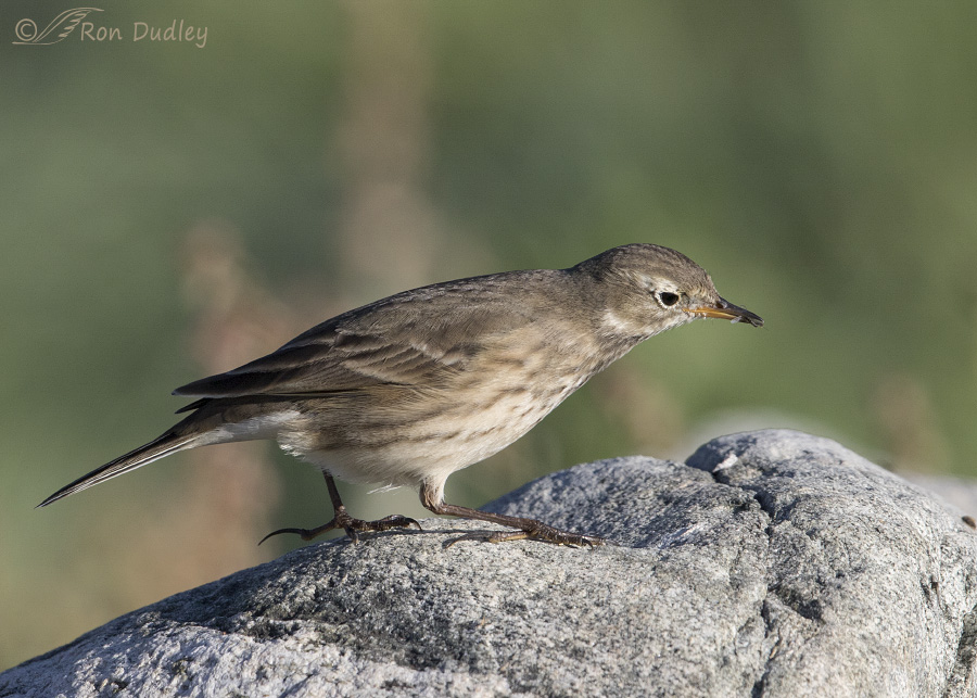 american pipit 8635 ron dudley