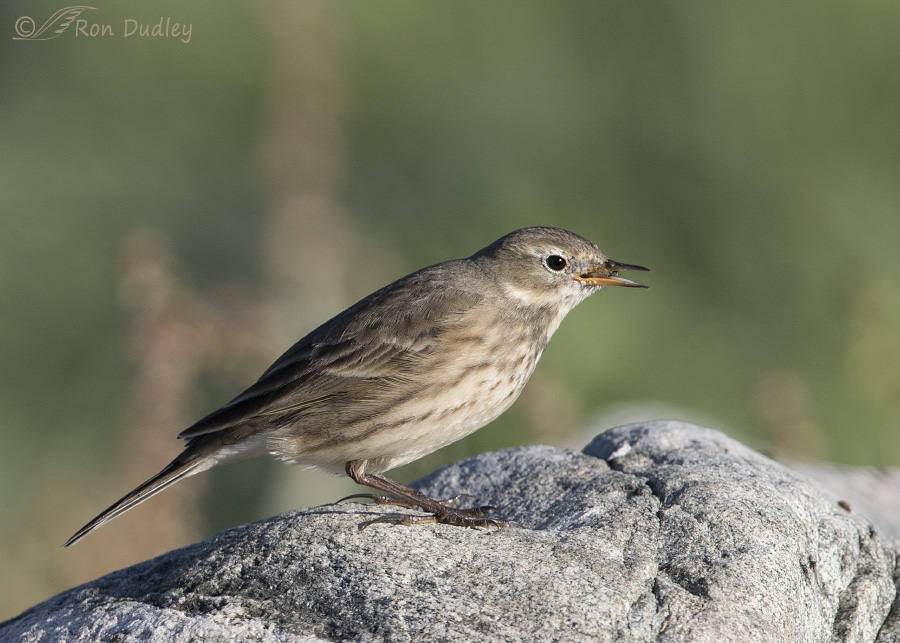 american pipit 8636 ron dudley