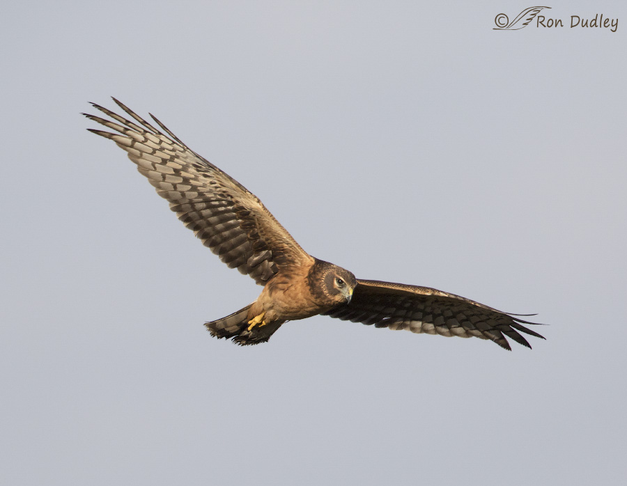 northern harrier 9348b ron dudley