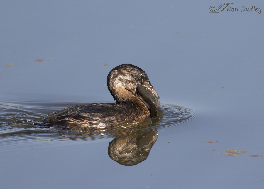 pied-billed grebe 0438 ron dudley