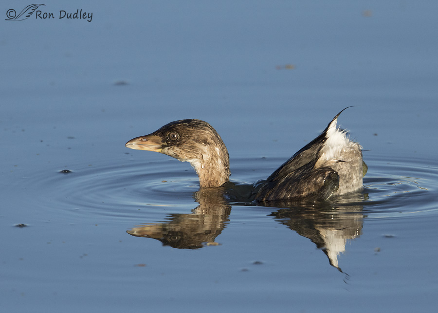 pied-billed grebe 0800 ron dudley