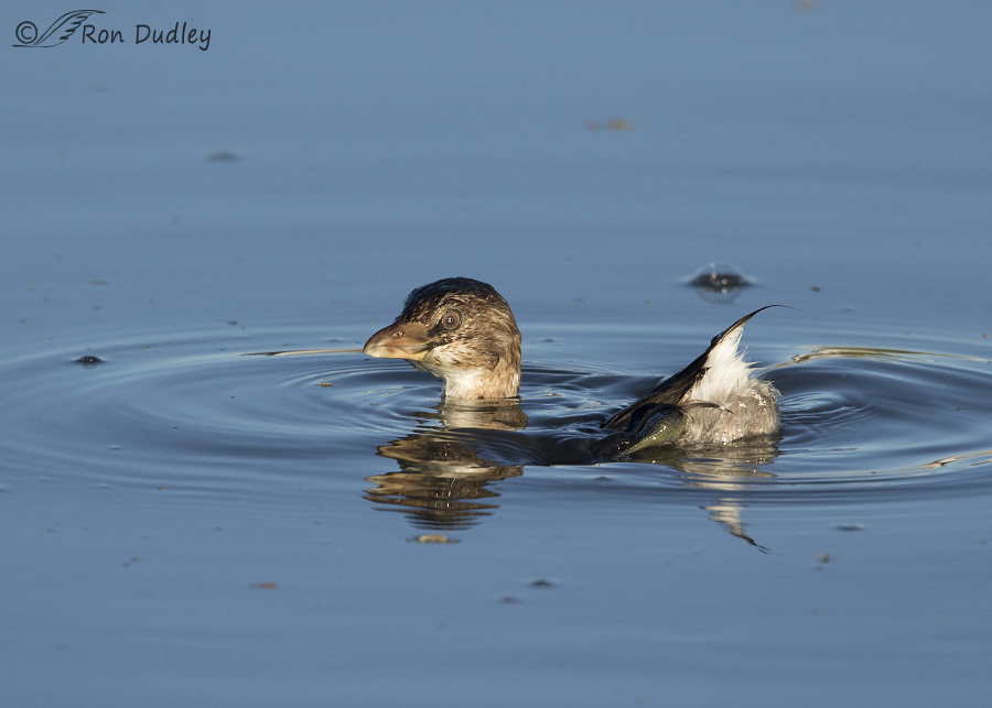 pied-billed grebe 0801 ron dudley