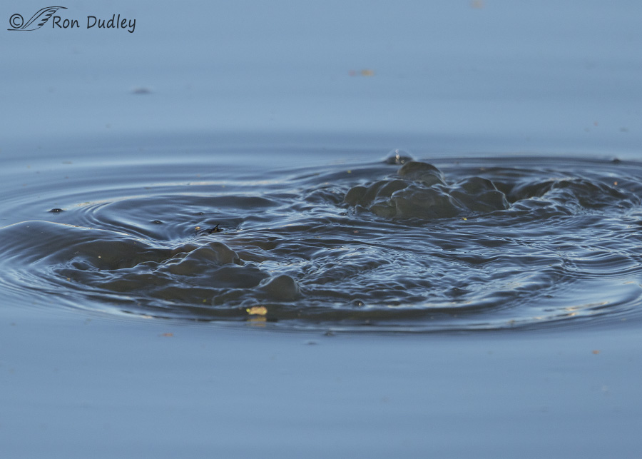 pied-billed grebe 0810 ron dudley