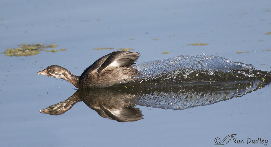 pied-billed grebe 8180 ron dudley