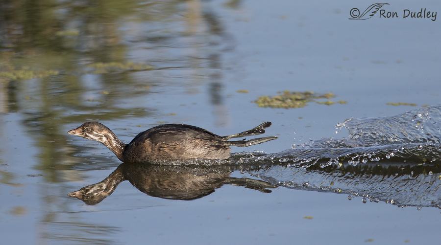pied-billed grebe 8181 ron dudley