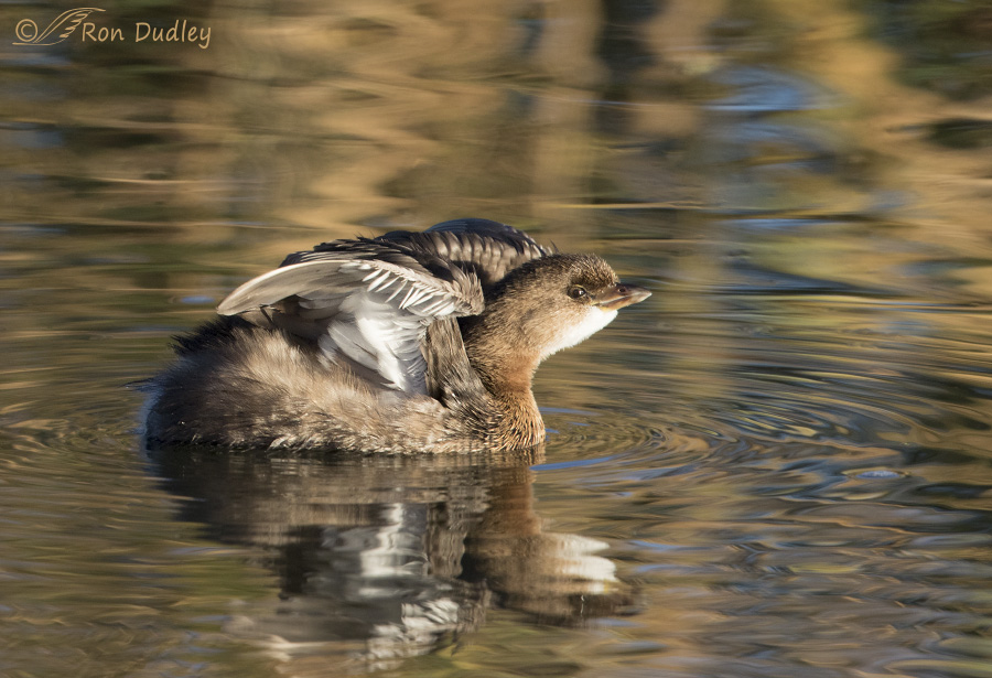pied-billed grebe 8994 ron dudley